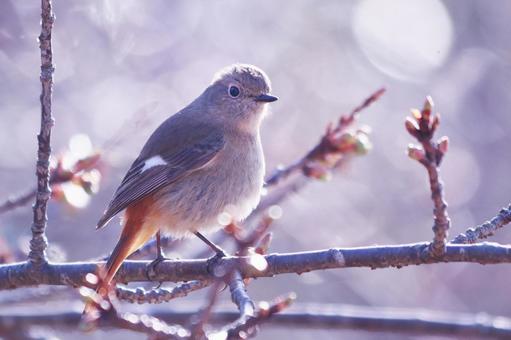 芽吹き始めた桜の木に止まるジョウビタキ 鳥,ジョウビタキ,桜の写真素材