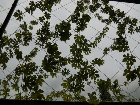 曇りの日の緑のカーテン 曇りの日の緑のカーテンの写真