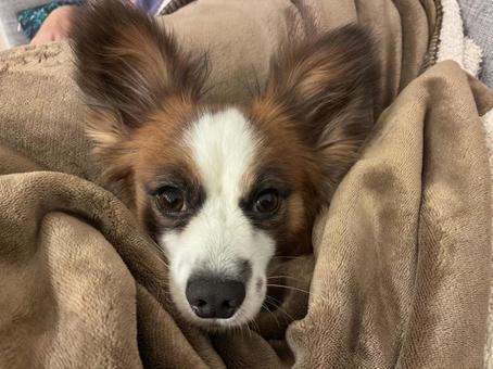 パピヨンの顔の写真