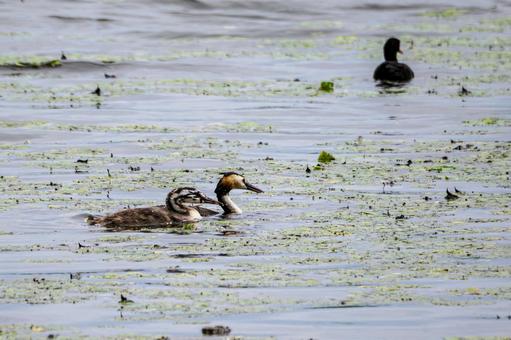 Photo, bird, great crested grebe, wild bird, 