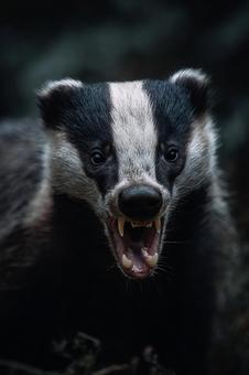アナグマの強烈な表情 アナグマの強烈な表情の写真