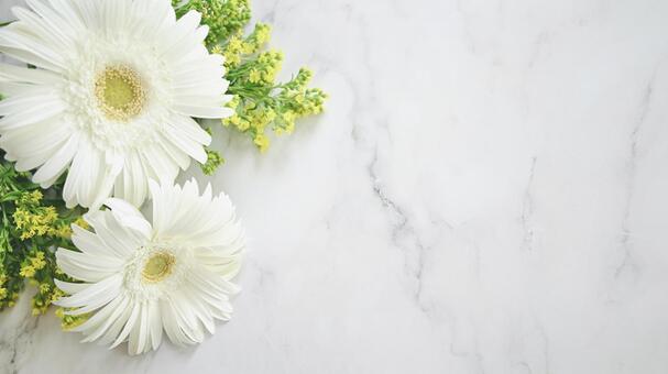 白いガーベラの花フレーム ガーベラ,花,花束の写真素材