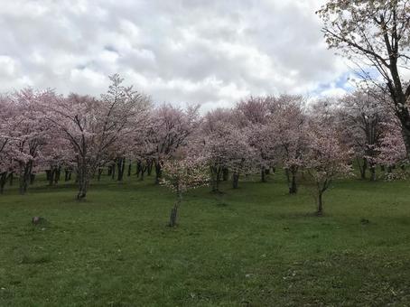 桜並木 桜並木の写真