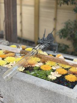 蛇窪神社の花手水~神社の水鏡 蛇窪神社の花手水~神社の水鏡の写真