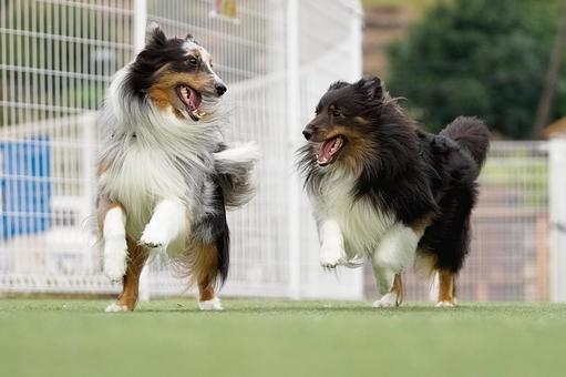 ドッグランで走る2匹のシェルティ 犬,シェルティ,シェットランドシープドッグの写真素材