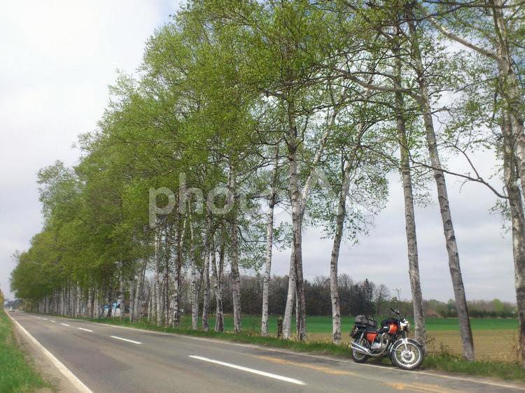 北海道ツーリング　十勝白樺並木 北海道,5月,ツーリングの写真素材