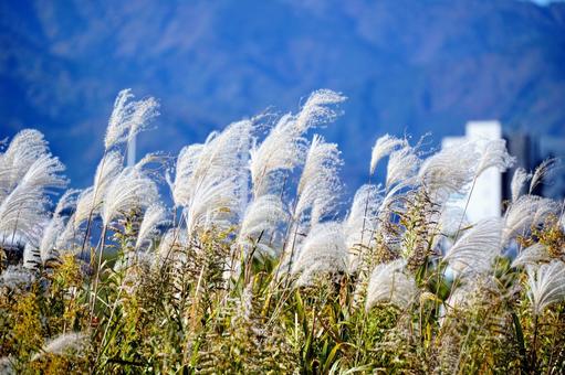 秋風に揺れるススキと青い山 ススキ,尾花,草の写真素材