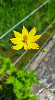 夏を抱きしめる花畑 夏を抱きしめる花畑の写真
