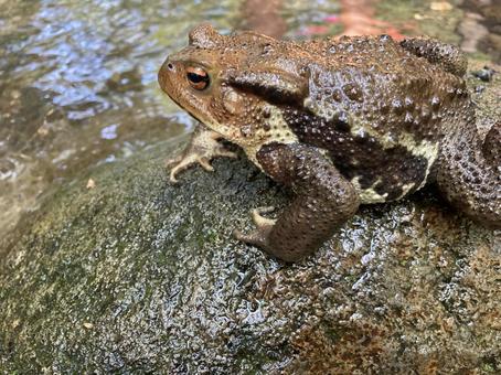 カエル カエル カエル,両生類,茶色の写真素材