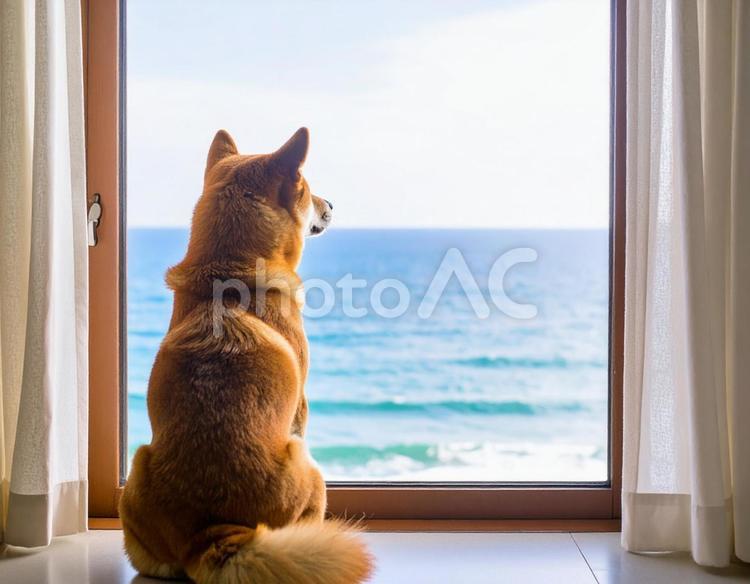柴犬と海 窓辺,後ろ姿,動物の写真素材
