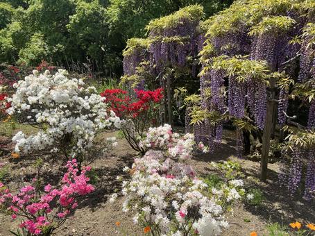 足利フラワーパーク 足利フラワーパーク 足利フラワーパーク,足利,花の写真素材