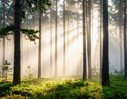 森と太陽の光の写真