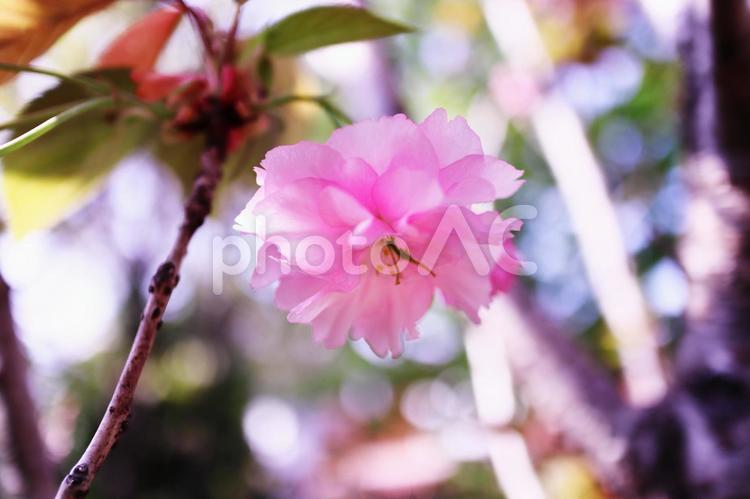 春の美しいハナモモの花 花,春,ハナモモの写真素材