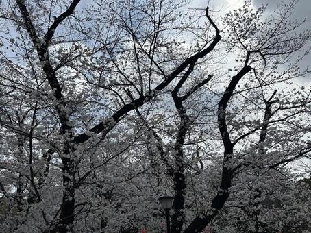 桜 桜の写真