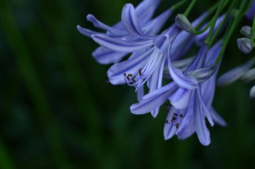 Photo, agapanthus, purple clam, murasaki kunsiran, 