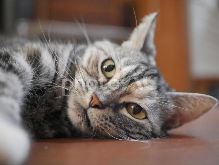 アメショのくーちゃん 動物,ねこ,ネコの写真素材