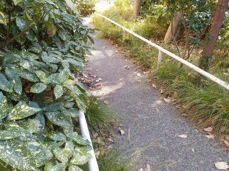 歩道 歩道,葉,葉っぱの写真素材