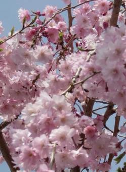 さくら、桜、サクラ さくら、桜、サクラの写真