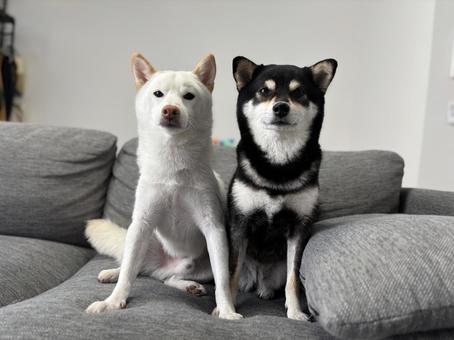 Friendly dogs, JPG