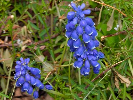美しいムスカリの花 美しいムスカリの花 ムスカリ,ブドウムスカリ,野草の写真素材