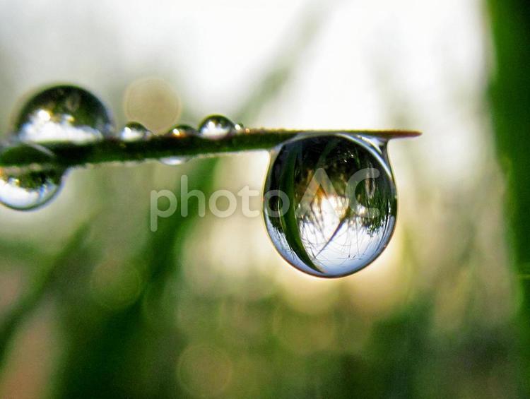 水滴と緑の葉と朝日Water drops 水滴,すいてき,waterの写真素材