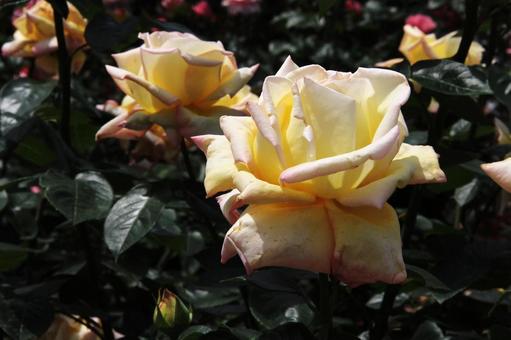 バラ・薔薇 ピース バラ・薔薇 ピースの写真
