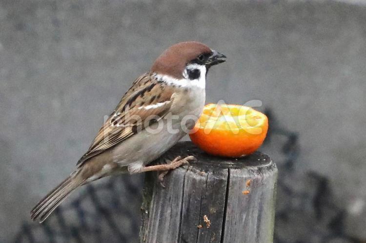 すずめとみかん 野鳥,小鳥,スズメの写真素材