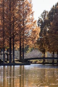 秋の公園の風景 秋の公園の風景 秋,公園,メタセコイアの写真素材