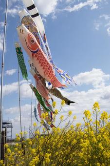 菜の花とこいのぼり 菜の花,こいのぼり,春の写真素材