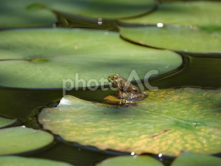 カエル カエル,蛙,池の写真素材