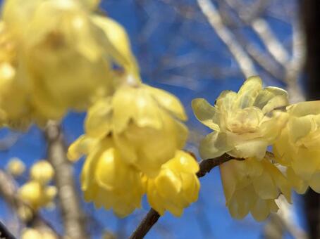 早春の花　ロウバイ 蝋梅,梅,黄色の写真素材