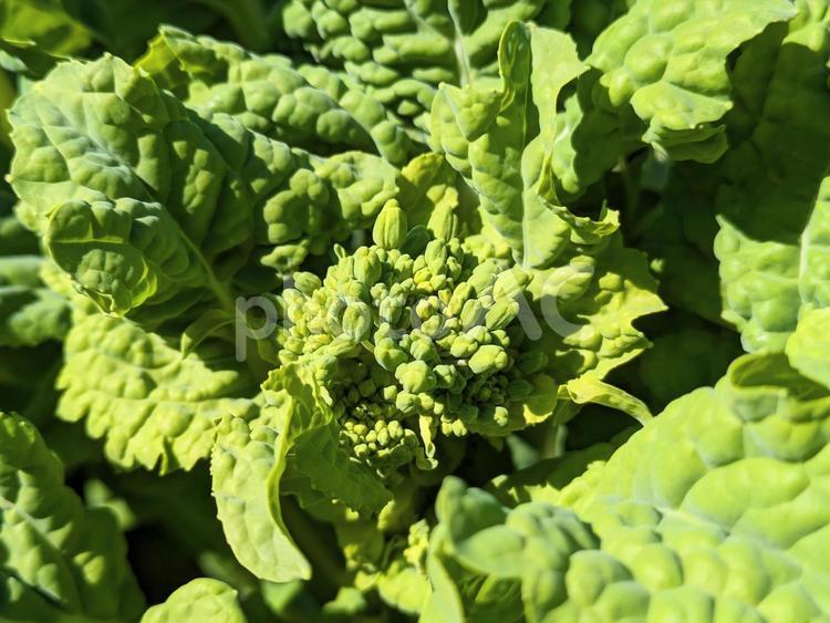 食用菜の花（ナバナ） 菜の花,ナバナ,食用菜の花の写真素材