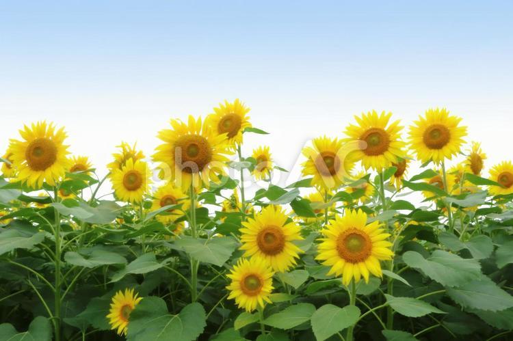 夏の風景　ひまわり畑　6 ひまわり,ひまわり畑,花の写真素材