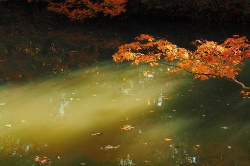 池の水面と染まる紅葉 池の水面と染まる紅葉の写真