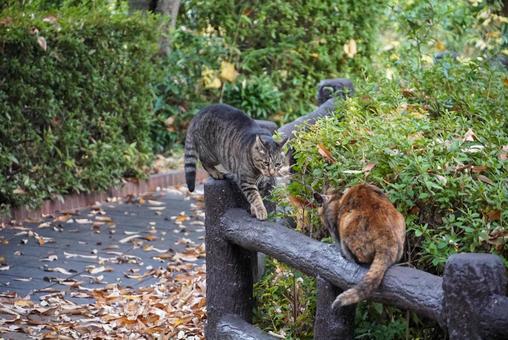 譲れない道 譲れない道 猫,ぬこ,地域猫の写真素材