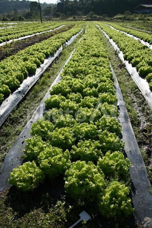サンパウロ近郊で栽培されているレタス レタス,葉野菜,野菜の写真素材