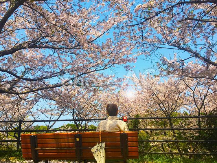 満開の桜を楽しむシニア女性2 桜,満開,高齢者の写真素材
