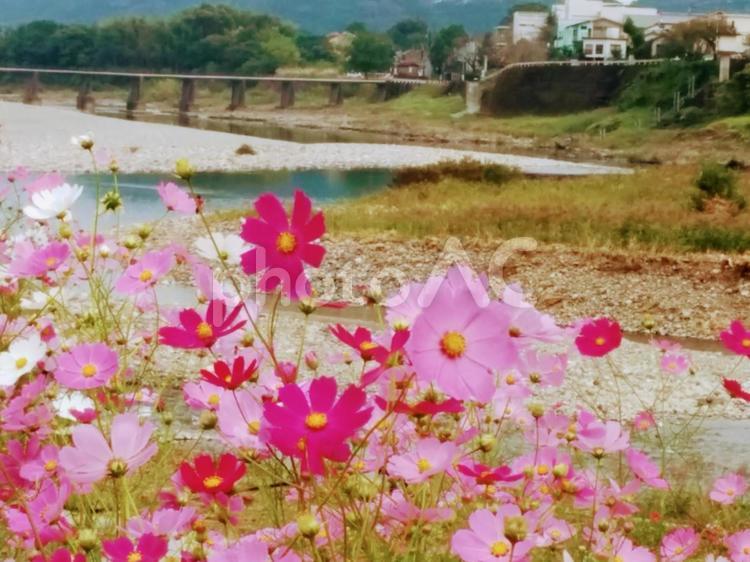 コスモス　沈下橋 コスモス,沈下橋,花の写真素材