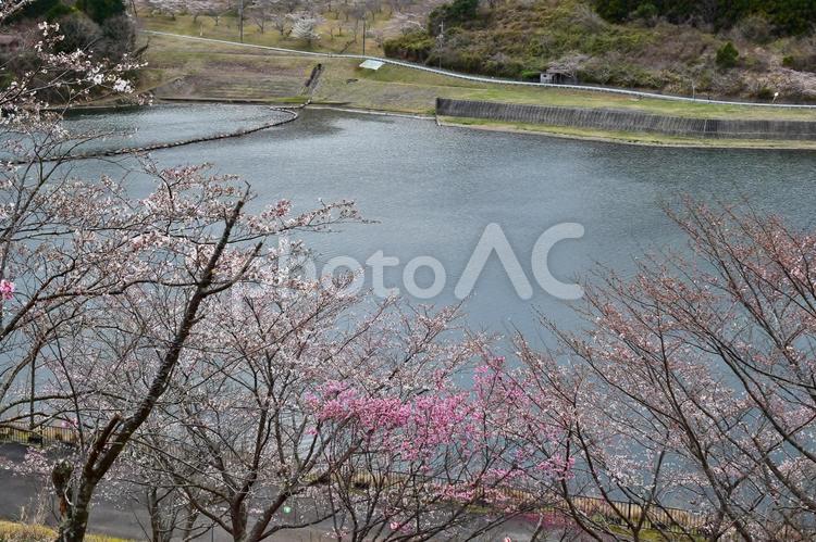 ＜千葉県＞市津湖・長柄ダム(桜) 桜,市津湖,長柄ダムの写真素材