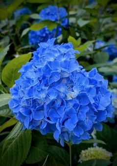 鮮やか!青い紫陽花のクローズアップ 鮮やか!青い紫陽花のクローズアップ 紫陽花,アジサイ,花の写真素材