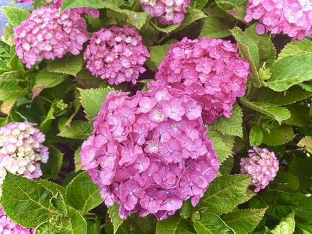 ピンクの紫陽花 ピンクの紫陽花の写真