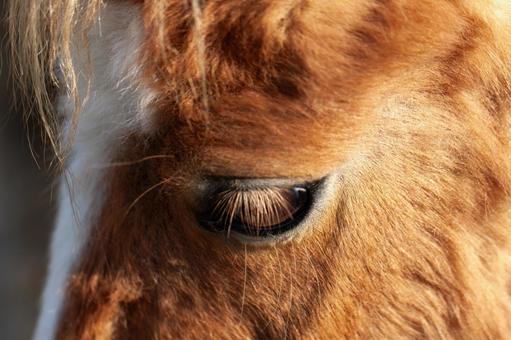 馬の瞳 馬の瞳 馬,ウマ,ホースの写真素材