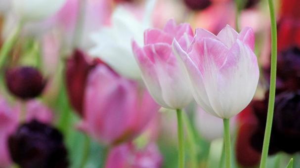 Tulip-536, JPG Tulip-536, JPG