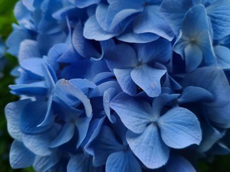 あじさいの写真