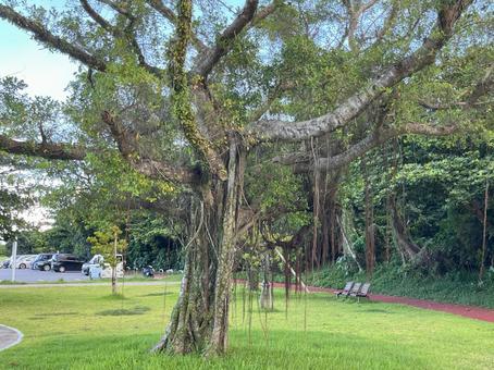 ガジュマル 公園 ガジュマル 公園の写真