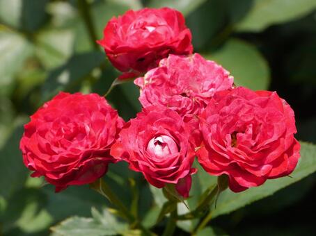 白と濃いピンクのドラマチックなバラ バラ,花,ガーデニングの写真素材