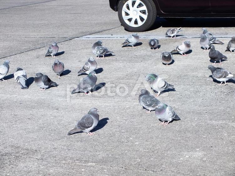 車のそばに集まって日向ぼっこの鳩 鳩,鳥,鳥類の写真素材