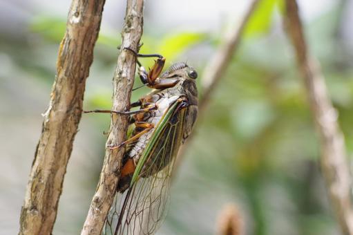 クマ蝉 クマ蝉 夏,セミ,昆虫の写真素材