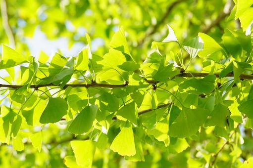 イチョウの葉 イチョウ,樹木,裸子植物の写真素材