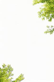 木 切り抜き 木 切り抜き 木,林,森の写真素材